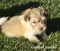 Golden Goose, a male Havanese for sale in Lakeside, MT – 2 of 5