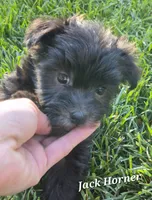 Jack Horner , a male Havanese for sale in Lakeside, MT – 5 of 5