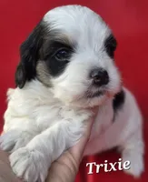 Trixie, a female Cocker Spaniel and Havanese for sale in Lakeside, MT – 4 of 5