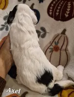 Axel, a female Cocker Spaniel and Havanese for sale in Lakeside, MT – 5 of 5