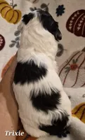Trixie, a female Cocker Spaniel and Havanese for sale in Lakeside, MT – 2 of 5