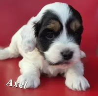 Axel, a female Cocker Spaniel and Havanese for sale in Lakeside, MT – 2 of 5