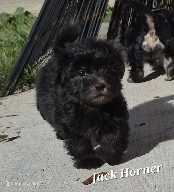 Jack Horner  – Havanese puppy for sale in Lakeside, MT
