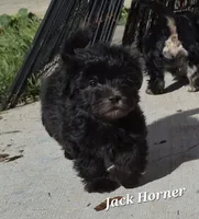 Jack Horner , a male Havanese for sale in Lakeside, MT – 1 of 5