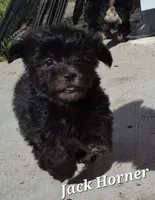 Jack Horner , a male Havanese for sale in Lakeside, MT – 2 of 5