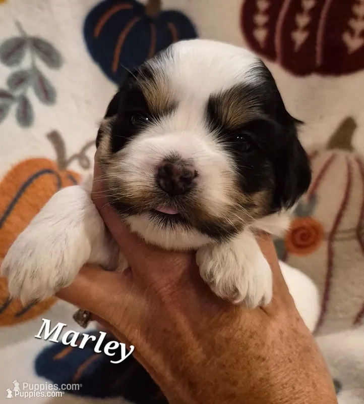 Marley – Cocker Spaniel, Havanese puppy for sale in Lakeside, MT