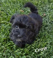 Crow, a male Havanese for sale in Lakeside, MT – 3 of 6