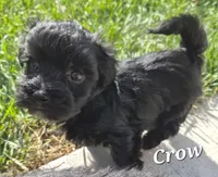 Crow, a male Havanese for sale in Lakeside, MT – 4 of 6