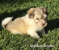 Golden Goose, a male Havanese for sale in Lakeside, MT – 5 of 5
