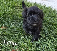 Crow, a male Havanese for sale in Lakeside, MT – 2 of 6