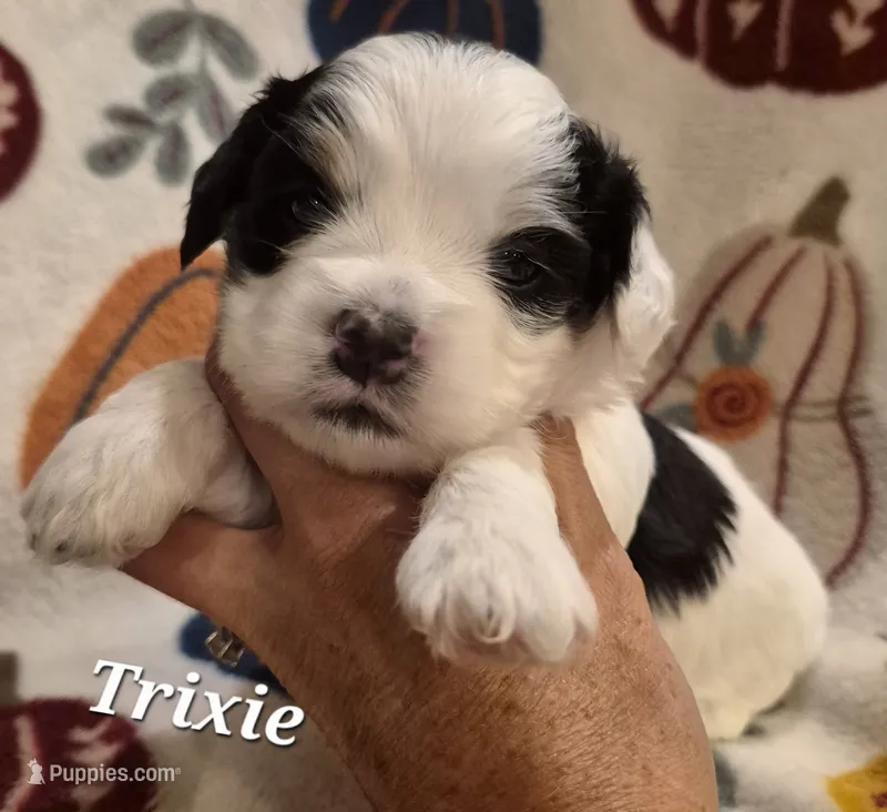 Trixie – Cocker Spaniel, Havanese puppy for sale in Lakeside, MT
