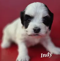 Indy, a female Cocker Spaniel and Havanese for sale in Lakeside, MT – 3 of 5