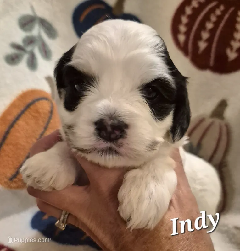 Indy – Cocker Spaniel, Havanese puppy for sale in Lakeside, MT