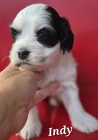 Indy, a female Cocker Spaniel and Havanese for sale in Lakeside, MT – 5 of 5