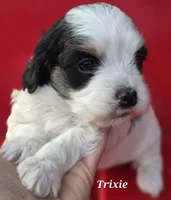 Trixie, a female Cocker Spaniel and Havanese for sale in Lakeside, MT – 3 of 5