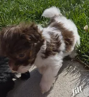 Jill, a female Havanese for sale in Lakeside, MT – 3 of 6