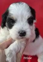 Trixie, a female Cocker Spaniel and Havanese for sale in Lakeside, MT – 5 of 5