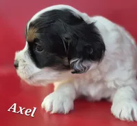 Axel, a female Cocker Spaniel and Havanese for sale in Lakeside, MT – 4 of 5