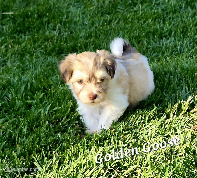 Golden Goose – Havanese puppy for sale in Lakeside, MT