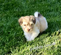 Golden Goose, a male Havanese for sale in Lakeside, MT – 1 of 5