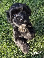 Crow, a male Havanese for sale in Lakeside, MT – 6 of 6