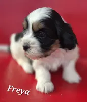 Freya, a female Cocker Spaniel and Havanese for sale in Lakeside, MT – 3 of 4