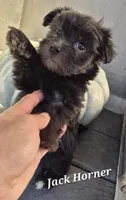 Jack Horner , a male Havanese for sale in Lakeside, MT – 3 of 5