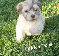 Golden Goose, a male Havanese for sale in Lakeside, MT – 3 of 5