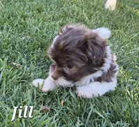 Jill, a female Havanese for sale in Lakeside, MT – 2 of 6
