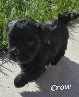 Crow, a male Havanese for sale in Lakeside, MT – 5 of 6