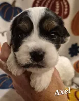 Axel, a female Cocker Spaniel and Havanese for sale in Lakeside, MT – 1 of 5