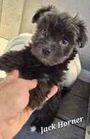 Jack Horner , a male Havanese for sale in Lakeside, MT – 4 of 5