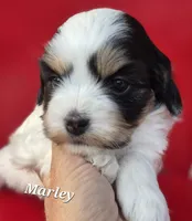Marley, a female Cocker Spaniel and Havanese for sale in Lakeside, MT – 4 of 4