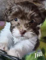 Jill, a female Havanese for sale in Lakeside, MT – 6 of 6