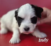 Indy, a female Cocker Spaniel and Havanese for sale in Lakeside, MT – 4 of 5