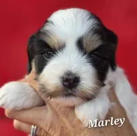 Marley, a female Cocker Spaniel and Havanese for sale in Lakeside, MT – 3 of 4