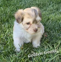 Golden Goose, a male Havanese for sale in Lakeside, MT – 4 of 5