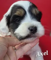 Axel, a female Cocker Spaniel and Havanese for sale in Lakeside, MT – 3 of 5
