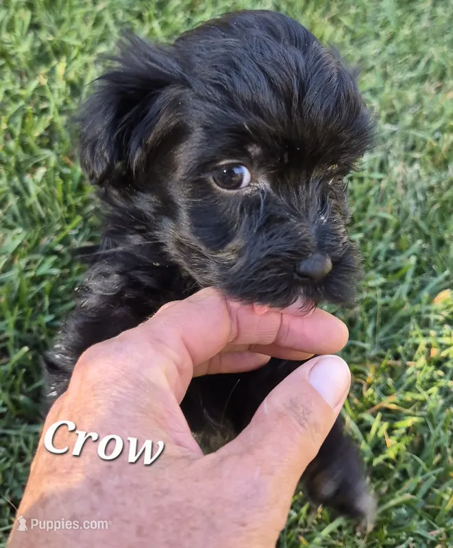 Crow – Havanese puppy for sale in Lakeside, MT