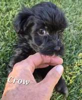 Crow, a male Havanese for sale in Lakeside, MT – 1 of 6