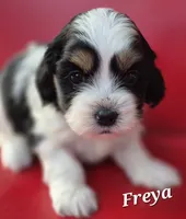 Freya, a female Cocker Spaniel and Havanese for sale in Lakeside, MT – 2 of 4