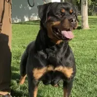 Rottweiler Puppy Male, a male Rottweiler for sale in Hooper, UT – Photo 4 of 6