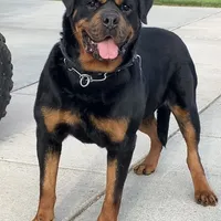 Rottweiler Puppy Male, a male Rottweiler for sale in Hooper, UT – Photo 2 of 6