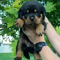 Rottweiler Puppy Male, a male Rottweiler for sale in Hooper, UT – Photo 6 of 6