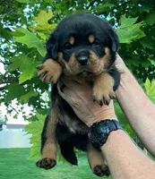 processed/8fa1483c-bd97-4741-a6da-55a94b14c08a/listing/62aaf752-7229-44cf-a2d9-b97435106e71/6ce1adee-4517-4c35-b5da-818fb0635dee