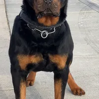 Rottweiler Puppy Male, a male Rottweiler for sale in Hooper, UT – Photo 3 of 6