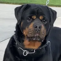 Rottweiler Puppy Male, a male Rottweiler for sale in Hooper, UT – Photo 1 of 6