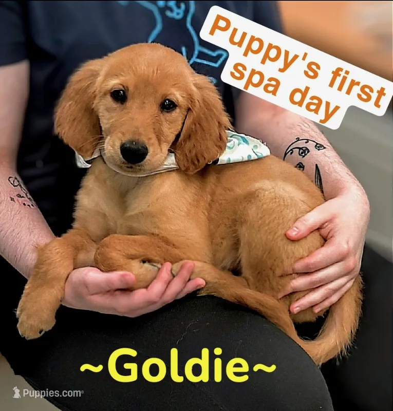 Goldie – Golden Retriever puppy for sale in Macomb Township, MI
