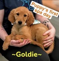 Goldie, a male Golden Retriever for sale in Macomb Township, MI – 1 of 2
