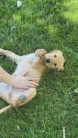 Goldie, a male Golden Retriever for sale in Macomb Township, MI – 2 of 2